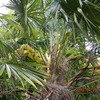 棕櫚の木（シュロの木）