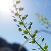 日焼け止めが消える
