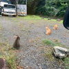 餌やりさんに守られている野良猫達