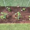 夏野菜の苗を植えました