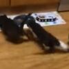 【爆速！】玄関開けたら3秒でご飯！猛ダッシュでご飯に飛びつく子猫たち【動画】