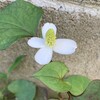 植木の剪定