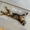 今回の長い長い選手権の勝者は？