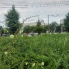 今日も梅雨空