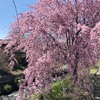 最高な花見日和