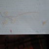 羽毛恐竜、総集編