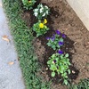 ビオラを植えました！