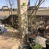 つるバラの剪定作業