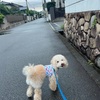 晴れたり曇ったり雨が降ったり