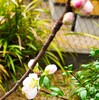 桜雨に花桃　今日一輪の開花