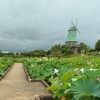 風車と蓮（土浦市・霞ヶ浦総合公園）～つくば市とその周辺の風景写真案内（８６４）