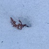 雪に守られる　桧の葉