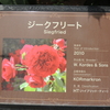 ジークフリート　京成バラ園　2016/05/16