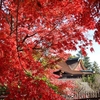 学問の神様、北野天満宮の紅葉