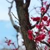 【大阪】梅林でお花見【大阪城公園】