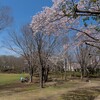 並木近隣公園のサクラ1（2022）～つくば市とその周辺の風景写真案内（７４２）