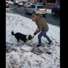 雪かきをする飼い主のシャベルをくわえ、持ち去るワンコの動画が楽しい