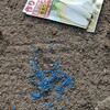 野菜の芽が次々に出始めた