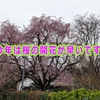今年は桜の開花が早いです。