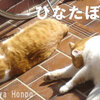 ひなたぼっこりな猫々
