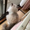 けんこう兄弟の夢を見たこと、そして今日は眠そうだったふくちゃん