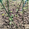 秋植えの野菜を家庭菜園に追加
