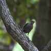 エナガの巣立ちとイソヒヨドリ(大阪城野鳥探鳥 2017/06/03 4:40-9:40)