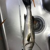 船橋港で釣れたシーバスを食べてみた