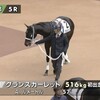 ダイワスカーレットの最後の産駒で唯一の牡馬グランスカーレットも駄馬だったよ