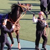 3年連続プラス収支！占いだけで競馬を当てるシリーズ2019フェブラリーステークス編