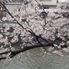 桜土手　変わらぬ日常（コロナ期）