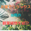 【室内でリラックス】やましなおの整骨院の観葉植物を紹介