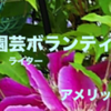 「結婚も数十年も過ぎれば処女みたいなもんよ」と「バラの栽培」