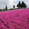 西武秩父「あの花」舞台･羊山公園芝桜まつり