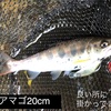 秋初旬の吉田川アマゴを狙う