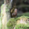 ジィちゃんと探鳥、表富士の野鳥たち/2021-04-18、裏富士の野鳥たち/2021-04-19