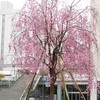 駅前のしだれ桜