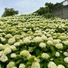 お台場「シンボルプロムナード公園」の紫陽花がスゴい！