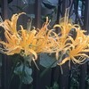 曼殊沙華