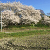 苗代第1弾の完了と俳句のページと荒起しなど