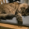 「猫付き」の😹～「チョラリのまったりとした日常」～