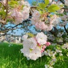 今日の八重桜(最終回)と幼稚園