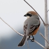 日本　3月2日に出会った野鳥たち　モズ、ホオジロ、ヤマガラ