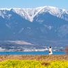 雪山と琵琶湖と菜の花のコントラスト・なぎさ公園菜の花