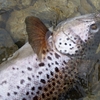 釣った魚の写真は、できれば石底の場所で撮りたい。