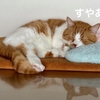 湯たんぽでぽかぽかお昼寝中の愛猫を見ていると、飼い主の心もポカポカに…