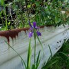 花は、かならず咲く