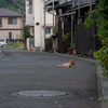 地元住宅街のねこさん