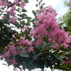 近隣の「貝塚公園」で美しい花達を見物！！（１）
