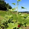 「梅雨明け」、猛烈な暑さ…。